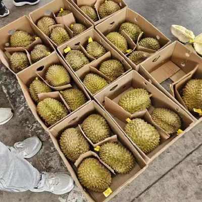 預包裝食品 4房肉以上榴蓮的供應、價格與批發指南